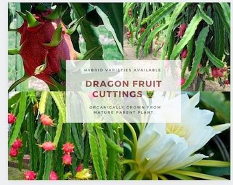 Dragon Fruit Cuttings Dragonfruit Cuttings Rare Dragon Fruit Exotic Fruit Mature Dragonfruit Easy to grow Good for Grafting Dragon Fruit