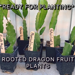 Dragon Fruit Cuttings Rooted Dragon Fruit Pitaya Plant Dragon Fruit Plant Pitahaya Plant