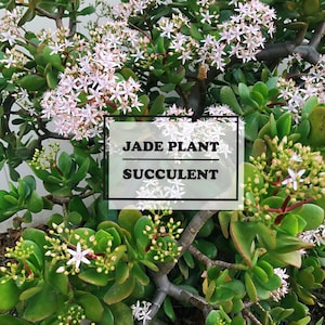Jade Plant Jade Plants Crassula Ovata Live Succulent Plant | Small Succulent | House Plant | Succulent | Indoor Plant