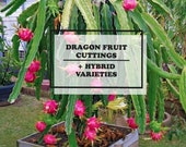 Dragon Fruit Cuttings DragonFruit Cutting Dragon Fruit Plant Pitaya Plant