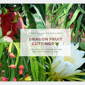 Dragon Fruit Cuttings Dragonfruit Cuttings Rare Dragon Fruit Exotic Fruit Mature Dragonfruit Easy to grow Good for Grafting Dragon Fruit