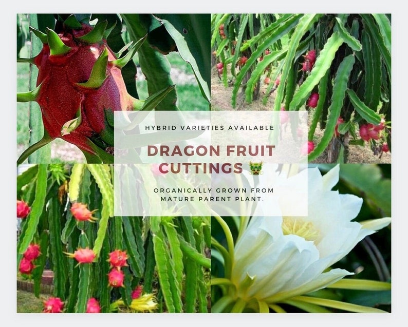 Dragon Fruit Plants for purchase. Great for a home warming gift, birthday present, or as a new addition to your plant family! Produces red, white, pink, or purple flesh fruit!