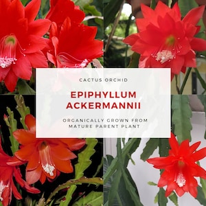 Rare EPIPHYLLUM Orchid Cactus Cutting