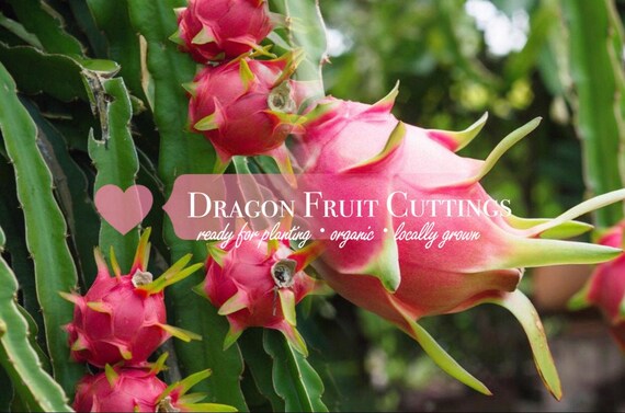 Dragon Fruit Cuttings Pitaya Plant Dragon Fruit Plant Pitahaya Etsy