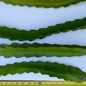Dragon Fruit Cuttings