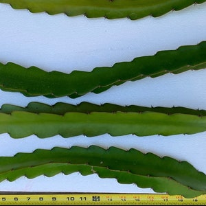 Puede incluir: Cuatro tallos verdes de cactus de fruta de drag&oacute;n con espinas, dispuestos sobre una superficie blanca con una cinta m&eacute;trica amarilla. La cinta mide 58 cm.