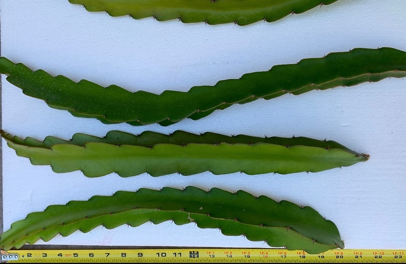 Puede incluir: Cuatro tallos verdes de cactus de fruta de drag&oacute;n con espinas, dispuestos sobre una superficie blanca con una cinta m&eacute;trica amarilla. La cinta mide 58 cm.