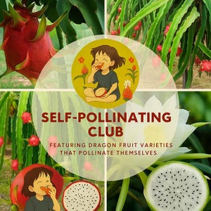 Dragon Fruit Self-Pollinating Varieties | Self-Pollinating Club