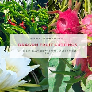 Dragon Fruit Cuttings