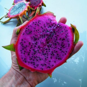 Puede incluir: Primer plano de un fruto del drag&oacute;n cortado por la mitad, revelando su pulpa rosa vibrante con numerosas semillas negras. La fruta se sostiene en una mano, mostrando su tama&ntilde;o y textura.