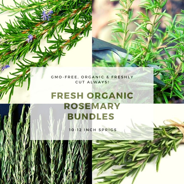 Fresh Organic Rosemary Bundle Fresh Rosemary Sprigs Rosemary Plant