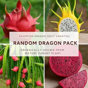 Dragon Fruit Start Pack for Beginners