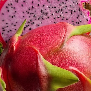 Dragon Fruit Cuttings Pitaya Plant Dragon Fruit Plant Pitahaya Plant Pink Dragon Fruit