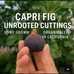 May include: A hand holding a ripe Capri fig, with text reading "Capri Fig Unrooted Cuttings, Home Grown, Organically in California." The fig is a deep purple colour with a yellow stem, set against a blurred green backdrop.