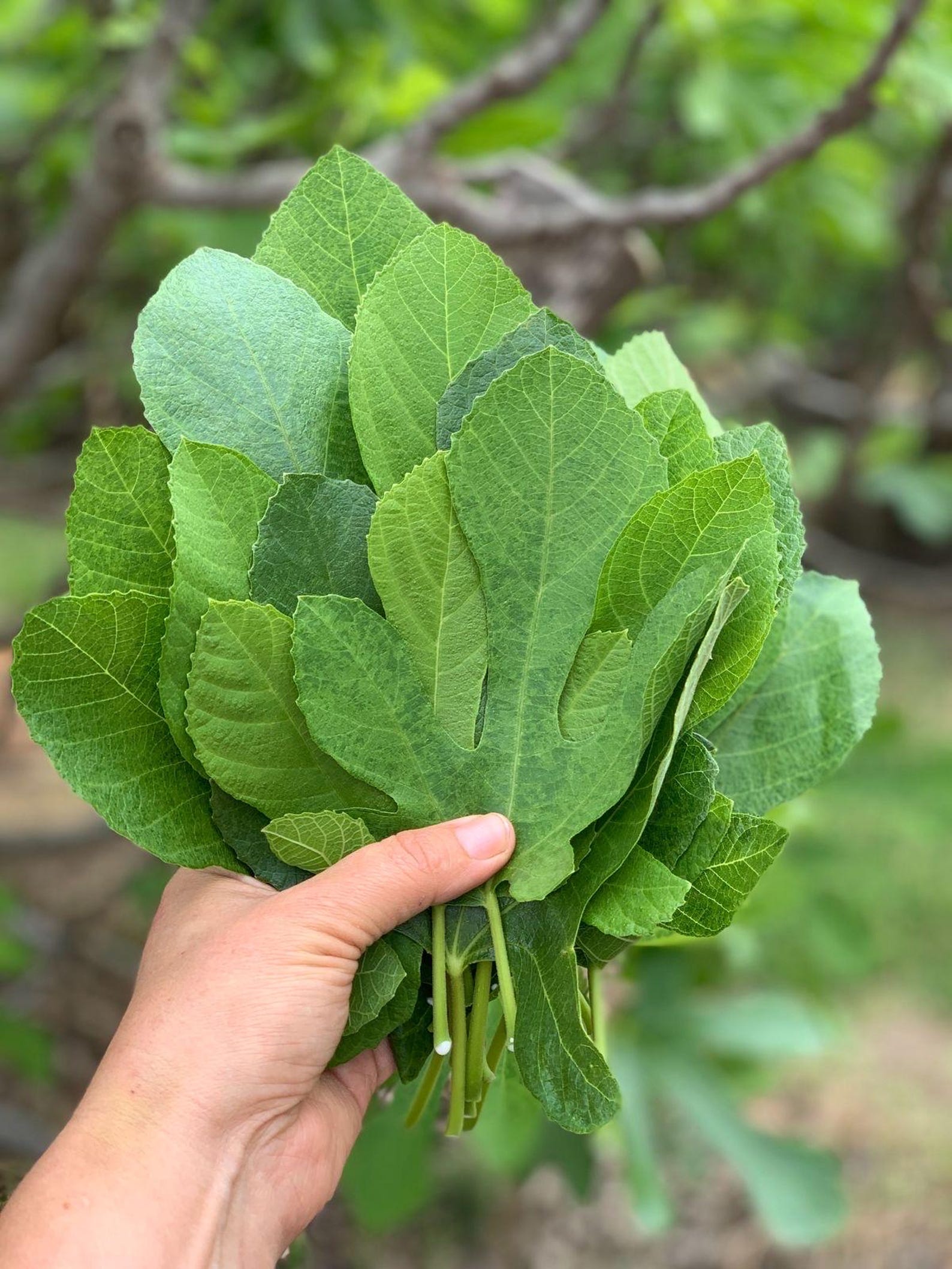 Capri Fig Tree Cutting (unrooted) | Organic Fig Cuttings | Rare Capri ...