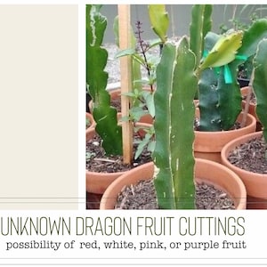 Dragon Fruit Cuttings DragonFruit Cutting Pitaya Plant Red Dragonfruit Purple dragon fruit