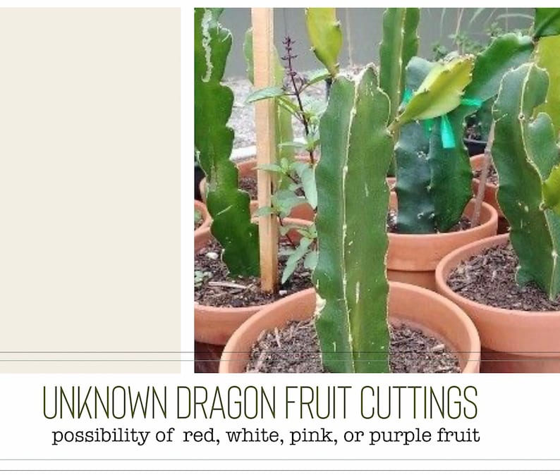 Dragon Fruit Cuttings Dragonfruit Cutting Dragon Fruit Plant Etsy