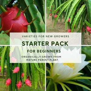 Dragon Fruit Start Pack for Beginners