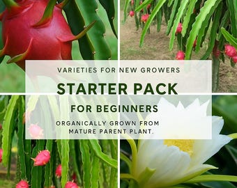 Kit de iniciación Sweet & Easy para cultivar pitahaya: 3 variedades autopolinizantes para principiantes.