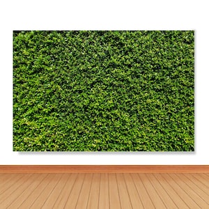 Puede incluir: Primer plano de una pared verde con hojas, con un suelo de madera en primer plano.