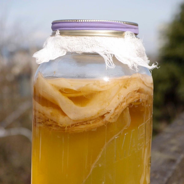 Authentischer Bio Kombucha Scoby mit Vorspeisen-Tee | 13-15 cm Scoby Starter-Set