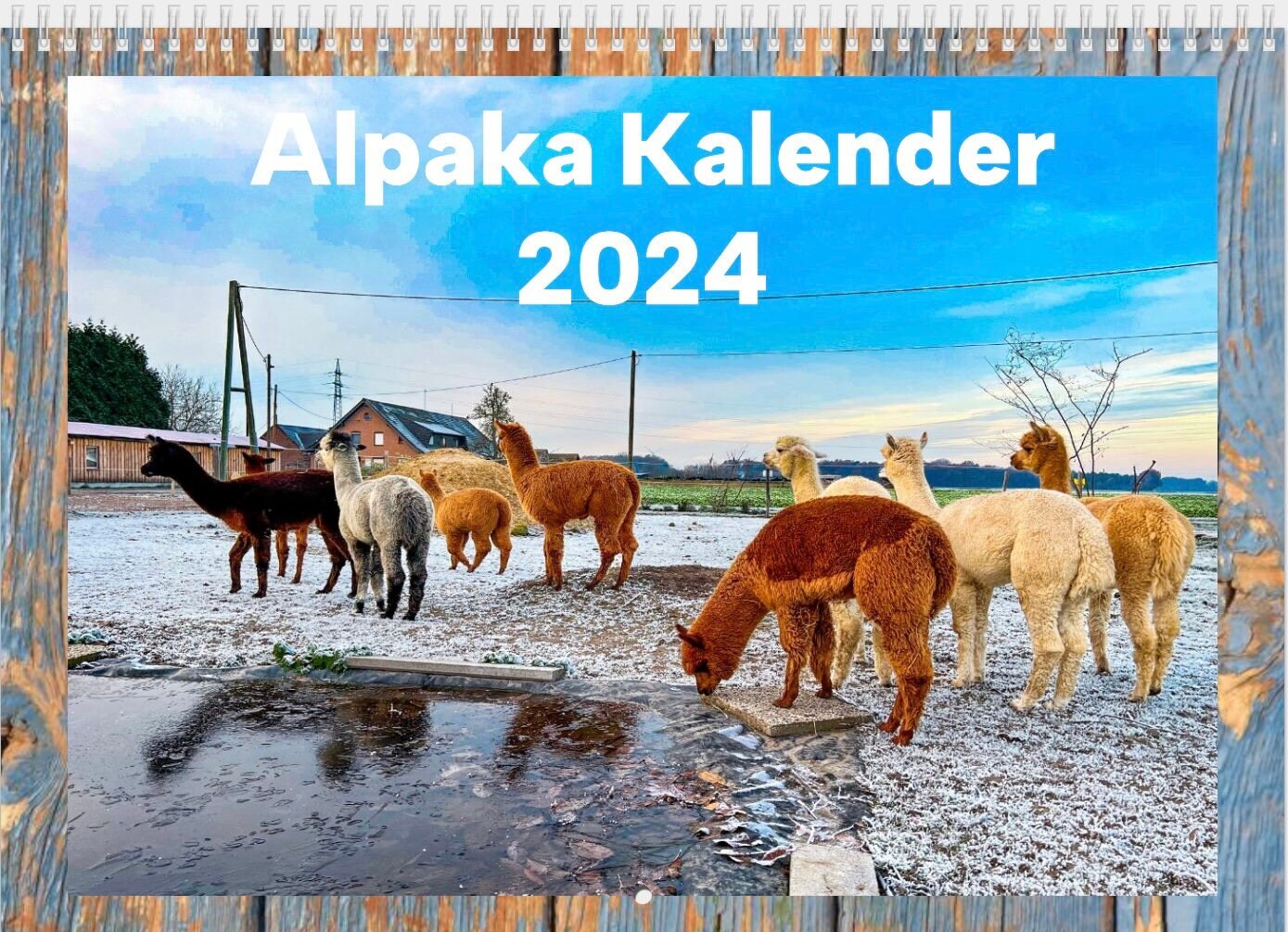 Alpaka Kalender 2025 Calendar jess chickie