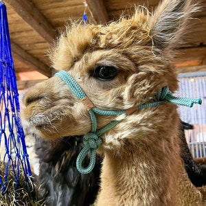 Alpaca halter