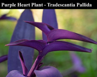 3 piante Purple Heart - Piante Spiderwort - Talee vive - Guardale crescere - Indoor o Outdoor