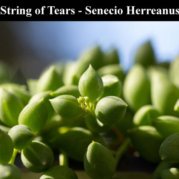 4 Rooted String of Tears - Senecio Herreanus - Rare Succulent -  10 cms/4 inch (approx) Fresh Cuttings