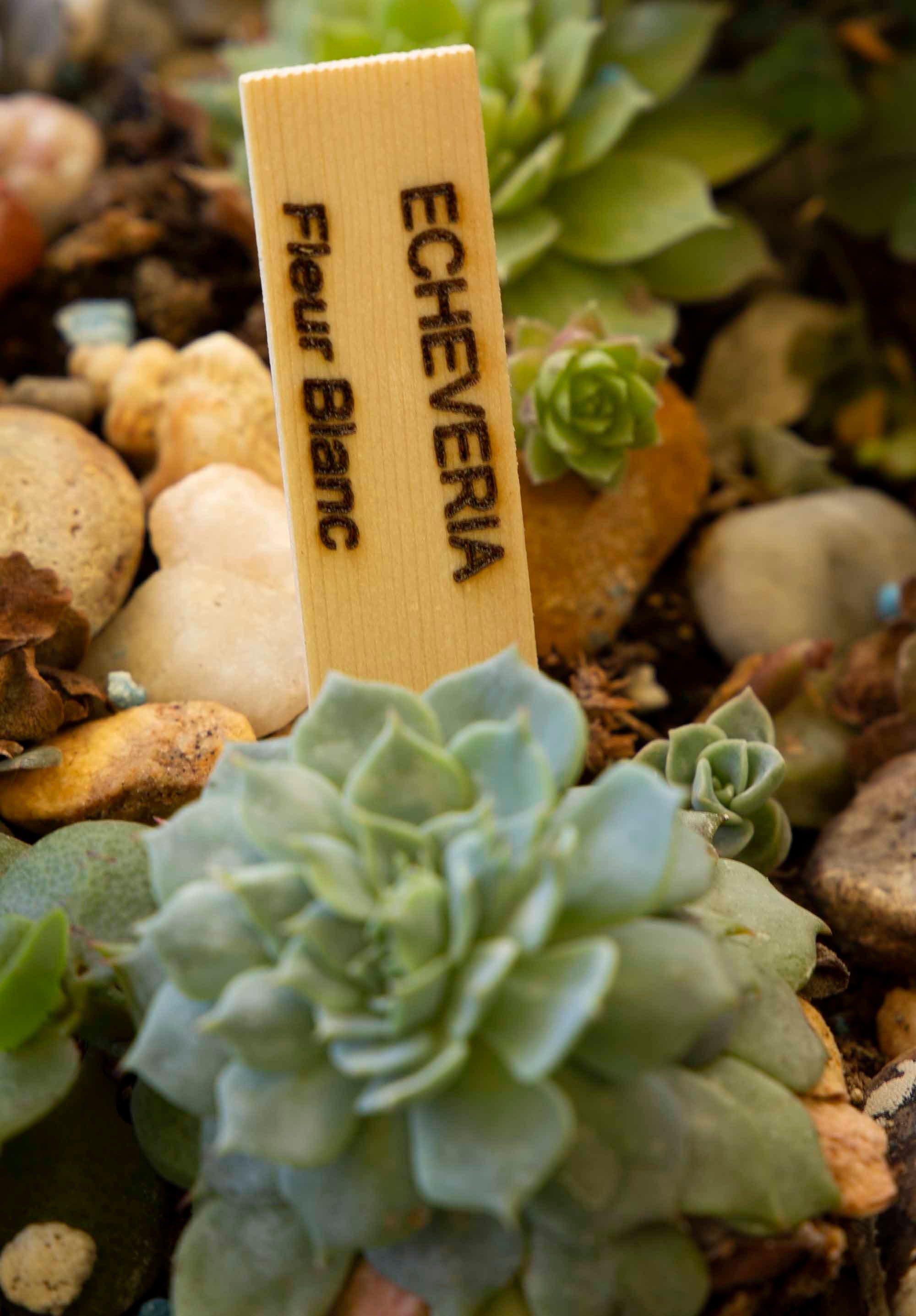 5 Plant Identification Labels Succulent Labels Wood Etsy