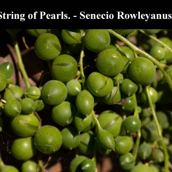 4 Rooted String of Pearls. - Rooted - Senecio Rowleyanus  - Rare Succulent -  10 cms/4 inch (approx) Fresh Cuttings