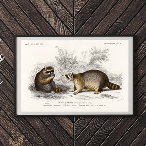 Vintage Raccoon Illustration Antique Raccoon Poster Old Animal Poster Antique Animal Art Old Book Drawings Old Book Prints zdjęcie 2