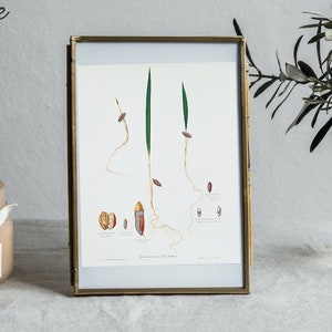 Vintage Date Palm Illustration Vintage Botanical Study Beautiful Botanical Art Minimalistic Home Decor 11x14, 12x18, 18x24, 24x36 zdjęcie 2