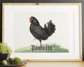 Vintage Chicken Portrait | Chicken Poster | Vintage Chicken Illustration | French Print | Farmhouse Decor | Country Home Wall Art