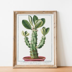 Vintage cactus illustration Vintage cactus poster Botanical drawing poster cactus drawing succulent art 11x14, 12x18, 18x24 zdjęcie 1