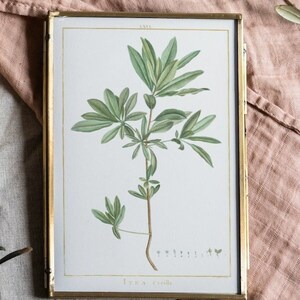 Dainty Botanical Print Itea Cyrillis Vintage Botanical Wall Décor Plant Giclée Print Herb Print Vintage Plant Poster zdjęcie 2