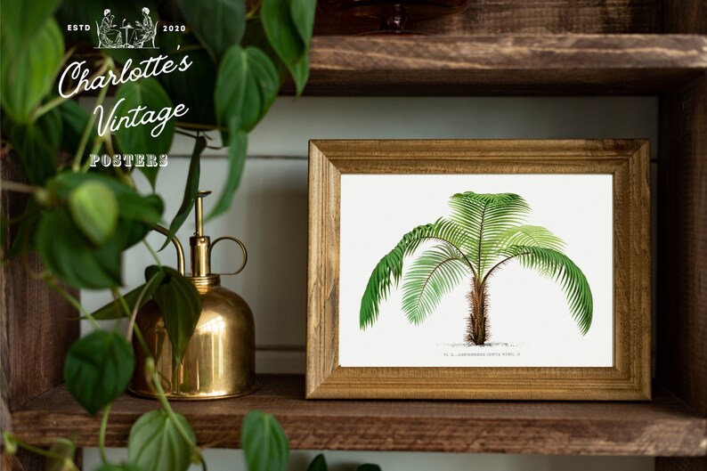 Vintage Palm Tree Illustration Acanthophoenix crinita poster 19th century botanical poster 1800s Vintage botanical print for kitchen zdjęcie 1