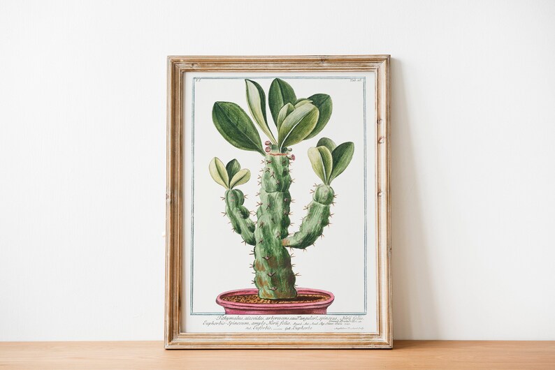 Vintage cactus illustration Vintage cactus poster Botanical drawing poster cactus drawing succulent art 11x14, 12x18, 18x24 zdjęcie 1