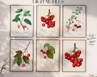 Vintage Cherry Prints | 6 Vintage Printables | Printable Wall Art | Botanical Vintage Prints | Antique Fruit Wall Decor | Cherry Downloads