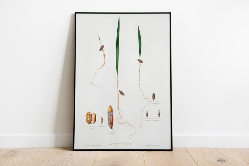 Vintage Date Palm Illustration Vintage Botanical Study Beautiful Botanical Art Minimalistic Home Decor 11x14, 12x18, 18x24, 24x36 zdjęcie 1