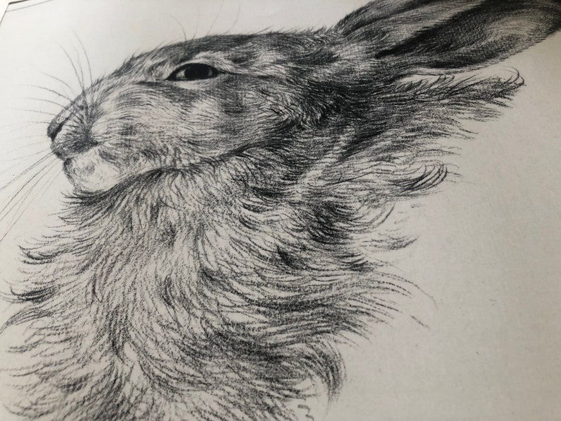 A closeup of a vintage rabbit head drawing illustration, vintage farmhouse decor.