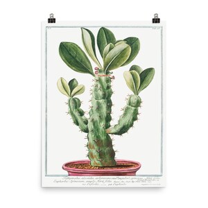 Vintage cactus illustration Vintage cactus poster Botanical drawing poster cactus drawing succulent art 11x14, 12x18, 18x24 zdjęcie 3