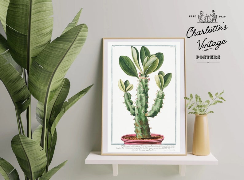 Vintage cactus illustration Vintage cactus poster Botanical drawing poster cactus drawing succulent art 11x14, 12x18, 18x24 zdjęcie 2