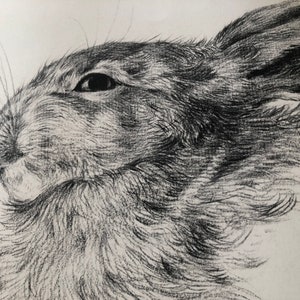 A closeup of a vintage rabbit head drawing illustration, vintage farmhouse decor.