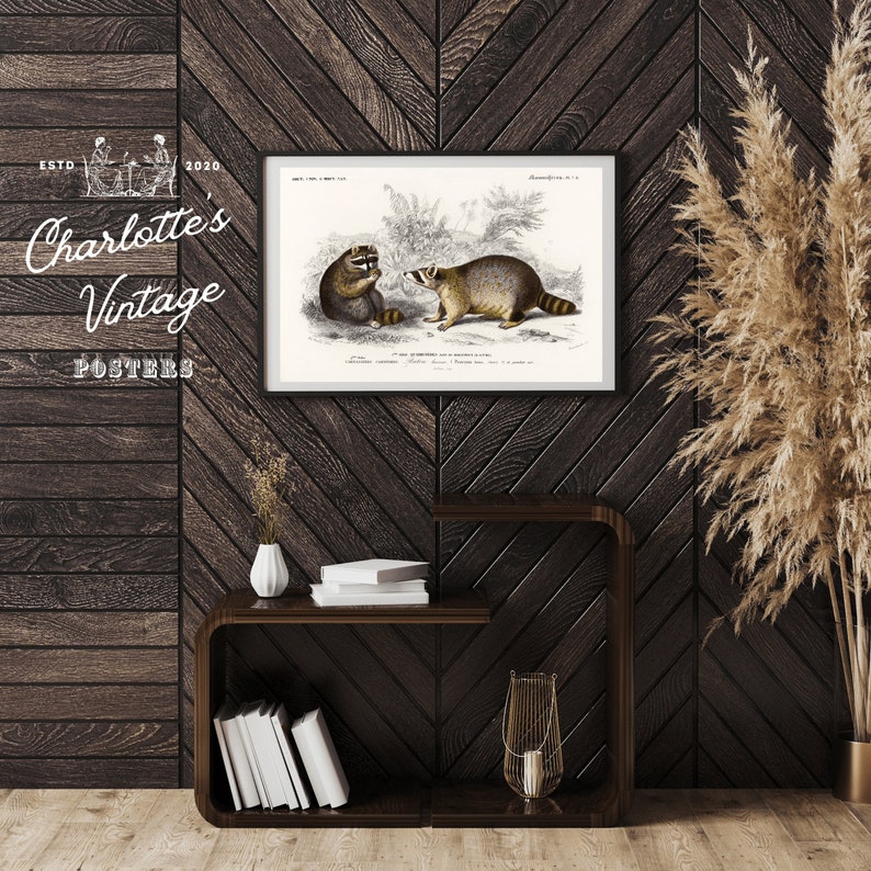 Vintage Raccoon Illustration Antique Raccoon Poster Old Animal Poster Antique Animal Art Old Book Drawings Old Book Prints zdjęcie 2