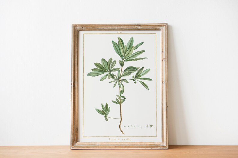 Dainty Botanical Print Itea Cyrillis Vintage Botanical Wall Décor Plant Giclée Print Herb Print Vintage Plant Poster zdjęcie 1