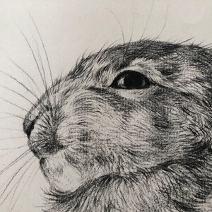 A closeup of a vintage rabbit head drawing illustration, vintage farmhouse decor.