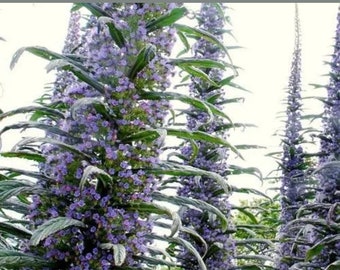 Echium pininana pink-blue 1 plant