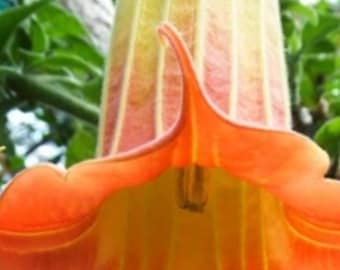 BRUGMANSIA SANGUINEA AURANTIA 1 plant