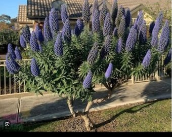 Pride of madera 1 plants L